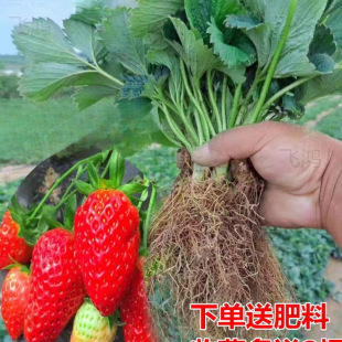 �ļ���ݮ�����Ԏ������Ͳ�ݮ����ʳ���ϱ����̨ͥԺ�Nֲ����Y��