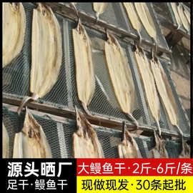 【源头晒场】大鳗鱼干海鳗足干淡盐2-6斤/条现做现发海鲜干货批发