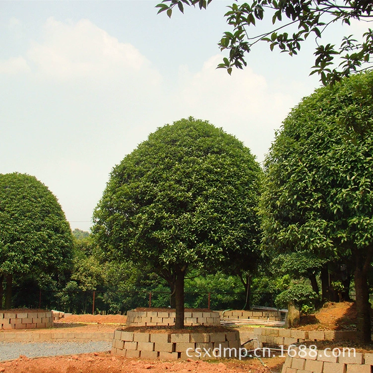 Оптовая продажа 8-10cm основание дерева османтуса Хунань, саженцы османтуса, пересадка золотого османтуса, приятный цветочный аромат, низкая цена