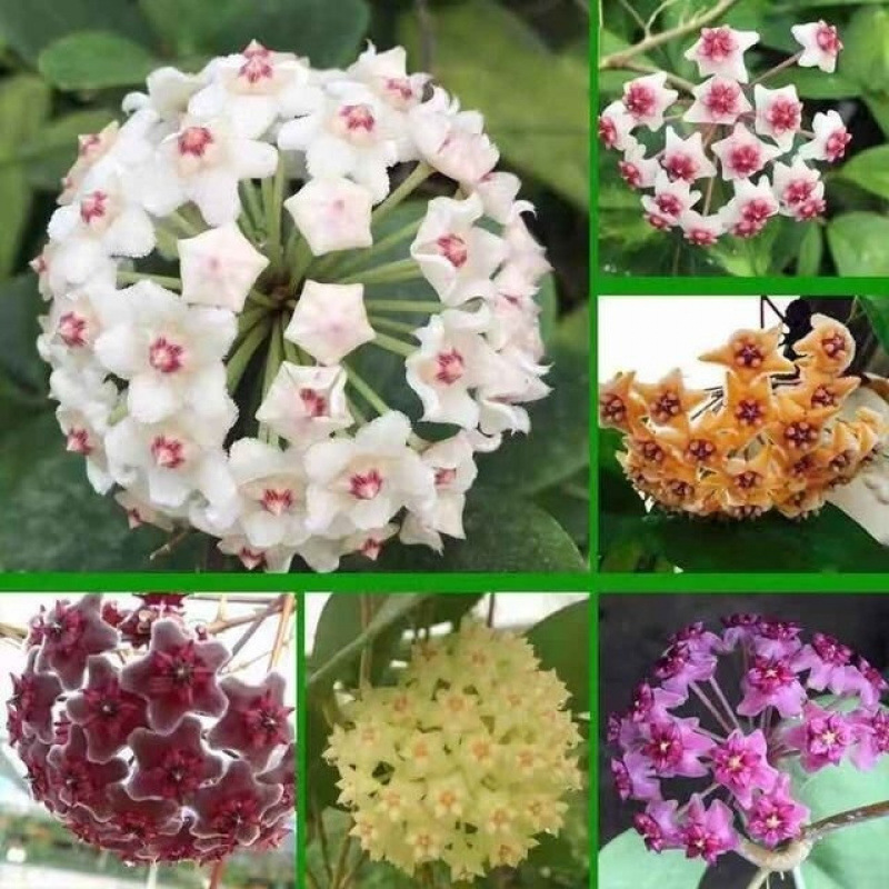 球兰植物花苗室内外爬藤吊兰盆栽花卉绿叶花心球兰大苗四季常