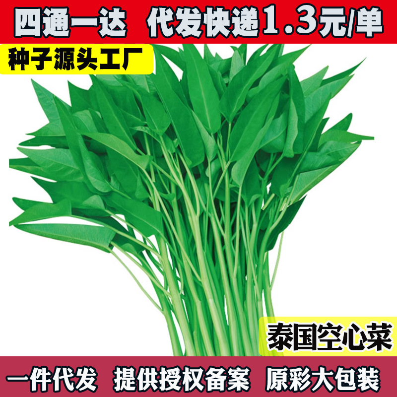泰国柳叶空心菜种子种籽苗小叶四季菜籽孑籽种菜苗带根水上大