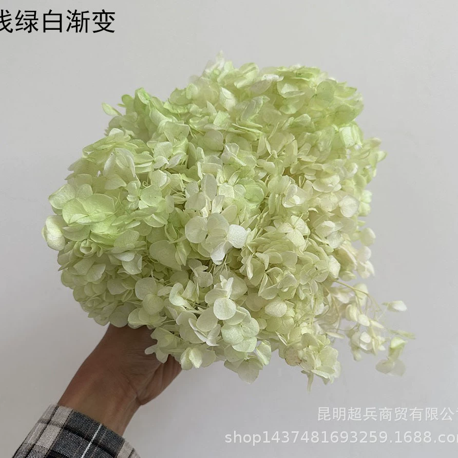 [Вечная Life Flower Hydrangea] Анна Градиентный цвет Лист Hydramid Книга цветов оптом DIY цветочная коробка материал для просмотра