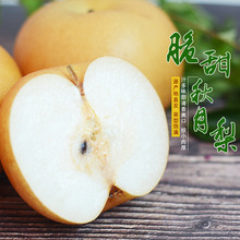 山东烟台丰水梨南水梨水果脆甜秋月梨水果脆甜无渣鲜采摘一件批发