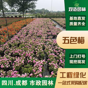 Five-Color Plum Seedlings Sichuan Landscaping Outdoor Garden Courtyard Cold-Resistant Perennial Four-Season Flowering Plants and Florals