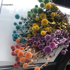 永生花吸色ブループラネットドライ花森系インスタ北欧风diyブーケ材料ブループラネット刺芹