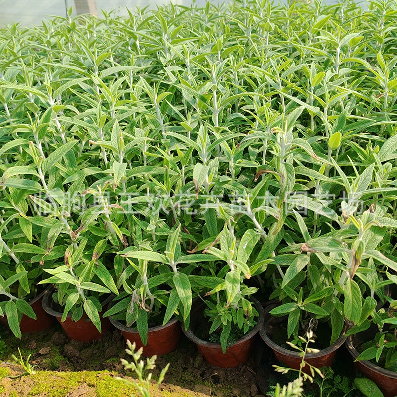 Мексиканский шалфей, тенистый двор, шалфей, трава, цветочный горшок, многолетний ландшафтный проект, цветочное море, рассада