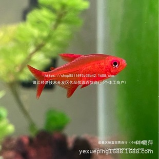 ���ę��ʟ��~���w�M�ڸ߶��������~ϡ�П��Ʋݸ�Ⱥ���~�ɻ��B����