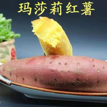 日本瑪莎莉烤紅薯52糖心超甜新鮮安納芋山東黃心板栗小蜜薯廠批發
