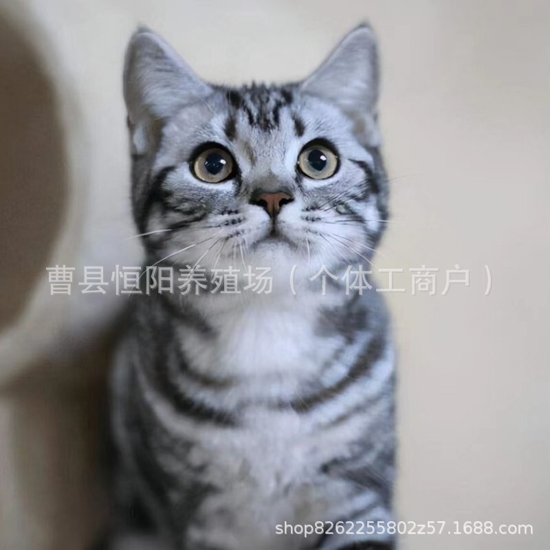 Customized American Shorthair Plus White Cheese Cat Kitten Live Pet Cat Cub Kitten Tabby Short-Haired Cat American Shorthair Dwarf Cat Customized American Shorthair Plus White Cheese Cat Kitten Live Pet Cat Cub Kitten Tabby Short-Haired Cat American Shorthair Dwarf Cat