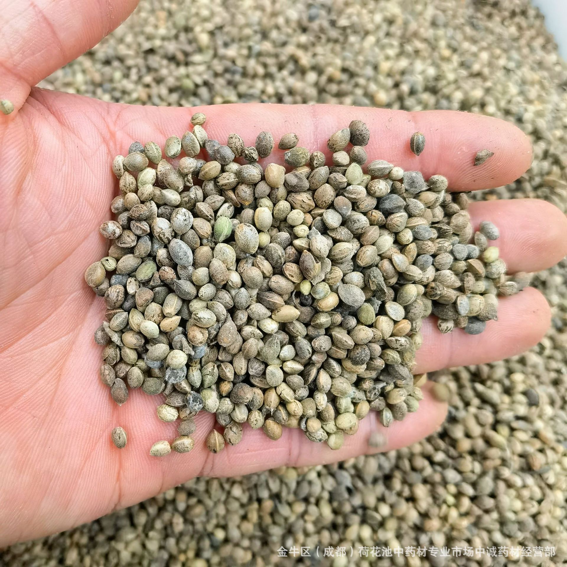 产地货源 四川 火麻仁 火麻子 麻子仁 壳 火麻仁-阿里巴巴