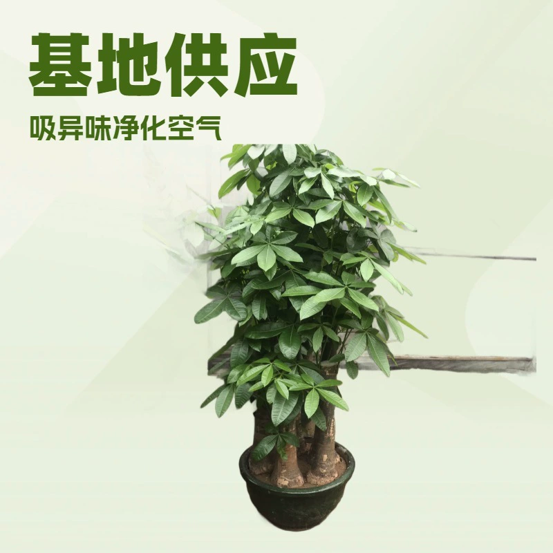 Зеленые растения для дома и офиса, поставляемые напрямую, пятиствольные денежные деревья в горшках, крупные растения в горшках, цветы для ландшафтного дизайна по фэн-шуй, вечнозеленые круглый год.