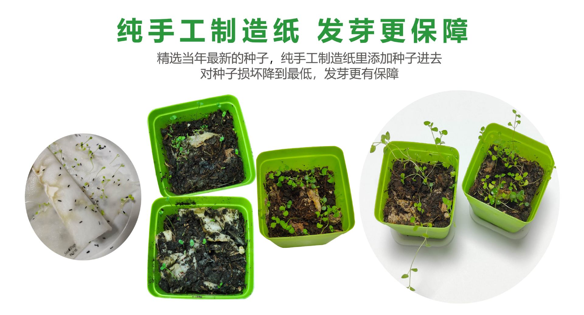 手工造纸发芽更保障