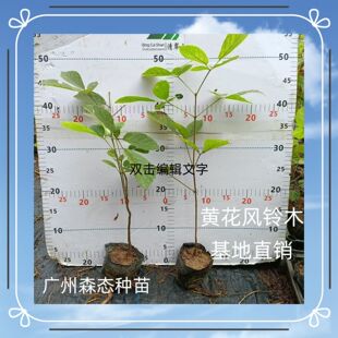 �S���L�ľ ͥԺ���@·߅ �_����ľ��N �����՚����^ ��������