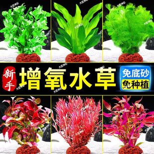 Volcanic Stone Aquatic Plants, Centipede Water Fern, Lazy Aquatic Plant Landscaping Substrate Package, Negative Green Chrysanthemum Fish Tank Incubator