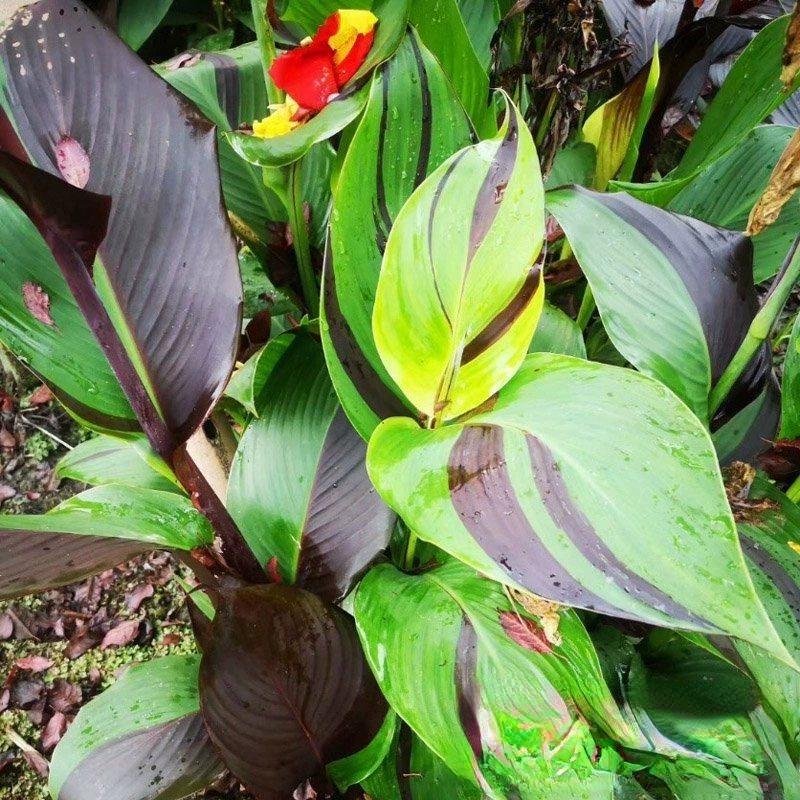 Основа сетка двухцветная CANNA Mandarin Duck CANNA многолетнее жаропрочное растение