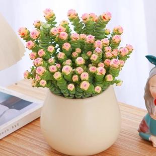 Money String Green Plant Succulent Small Potted Office Desktop Easy to Grow Foliage Florals Multi-Head Old Pile Succulent Plant