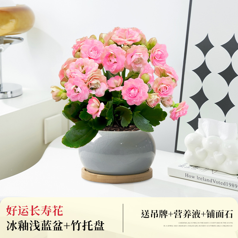 [핑크 더블 꽃잎] 행운 장수 꽃 + 얼음 유약 하늘색 화분 + 대나무 트레이 (봄 포장 포함)