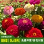 四季室外庭院开花花籽