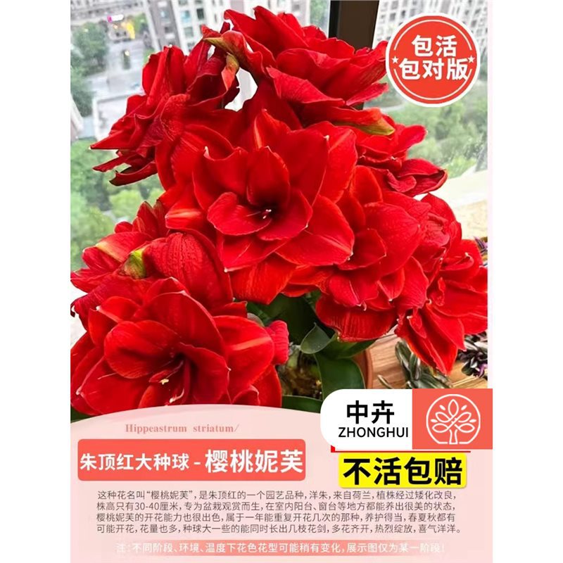 Amaryllis big bulb cherry nive】