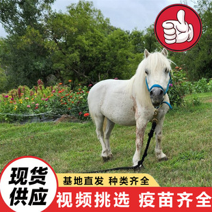 ���^��ͯ�T�˰��_�R���w ���N���R���մ����㌙���R ����С�R�x