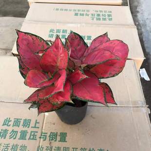 Base Direct Sales 150 Beautiful Foliage Plants, Small Potted Green Plants, Office Environment Layout, Popular