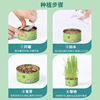 Factory direct selling cat grass wholesale hydraulic barley snacksbuilding hair ball potting placed canned cat grass
