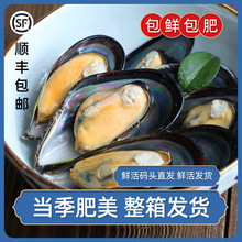 海虹鲜活特大舟山青口贝当季淡菜野生贻贝肉干海红海鲜新鲜贝壳类