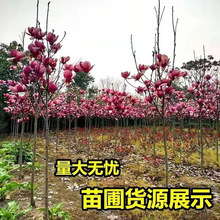 玉兰花树苗庭院红玉兰花地栽大型北方种植花卉紫玉兰包邮庭院绿化