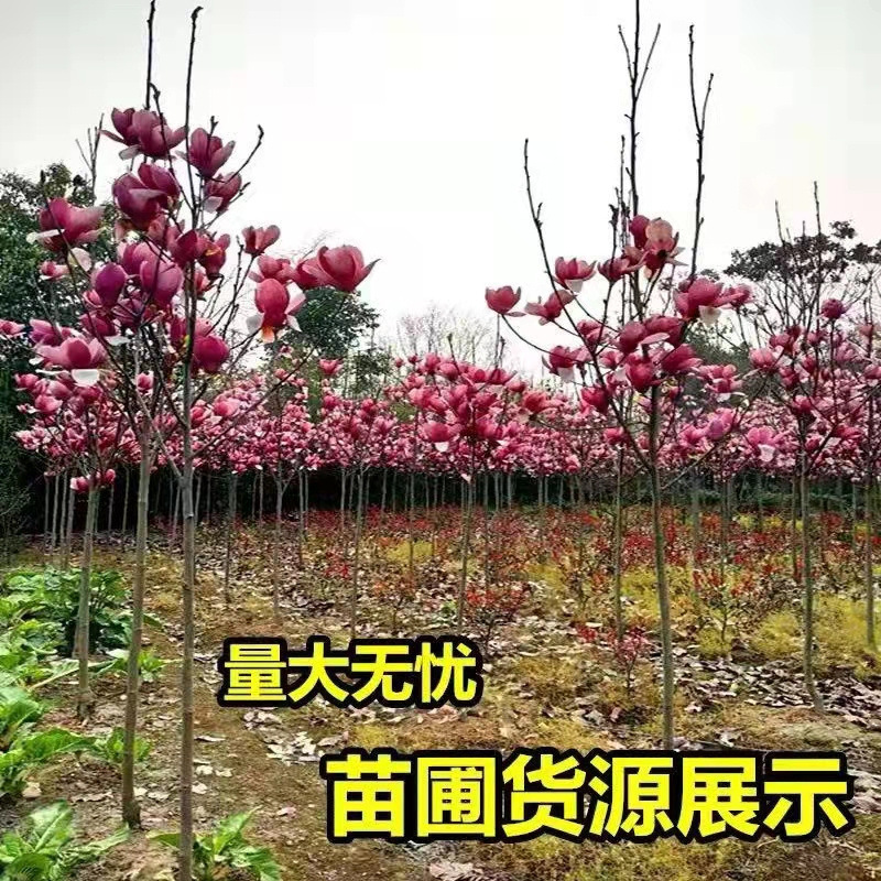 正宗玉兰花树苗庭院红玉兰花树苗地栽大型北方种植花卉紫玉兰包邮