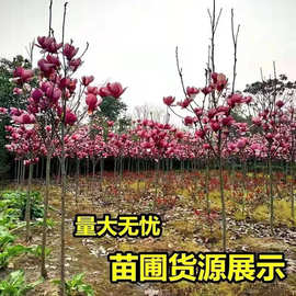 正宗玉兰花树苗庭院红玉兰花树苗地栽大型北方种植花卉紫玉兰包邮