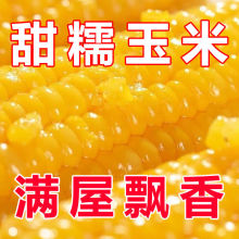 新鲜玉米棒黄糯玉米糯玉米东北粘糯玉米甜玉米低脂代餐真空包装