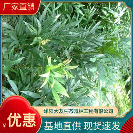 批发十大功劳苗 狭叶十大功劳 绿化植物 规格齐全