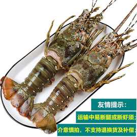 龙虾大青1-4斤大龙虾花龙波龙虾鲜活冻品海鲜批发跨境工厂代发