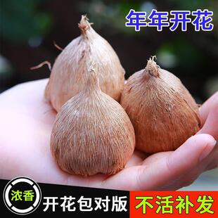 Freesia Bulbs Mixed Colors Bloom All Seasons, Fragrant and Rich Double-Petaled Freesia Easy to Grow Flower Potted Plant Seeds