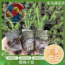 云南昆明基地直发 澳洲腊梅 小苗 居家花艺绿植盆景盆栽现货批发