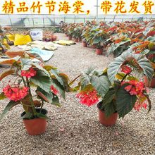 񹝺Ļļ_ﺣĻGֲֲ҃Ի