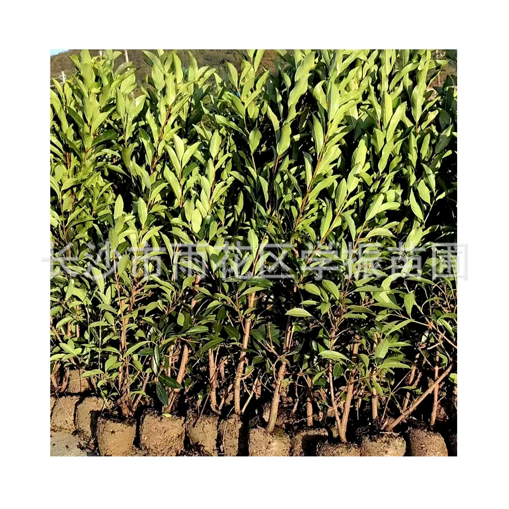 Оптовая продажа: ясень французский, коралловое дерево, легко выживает, ясень, вечнозеленое дерево, заборная стена