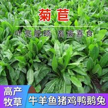 进口菊苣种子大叶菊苣草多年生四季牧草种子猪牛羊鸡鸭鹅鱼草种籽