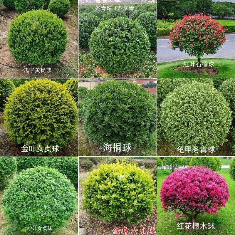 大叶黄杨树苗球形龟甲冬青球小叶瓜子室外园林庭院盆景绿化植物