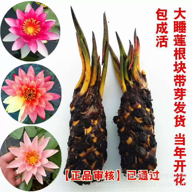Большой корень водяной лилии блок пруд водяная Лилия гидропонное растение Four Seasons Лотос горшечный гидропонный цветок Лотос водяная Лилия Корневище
