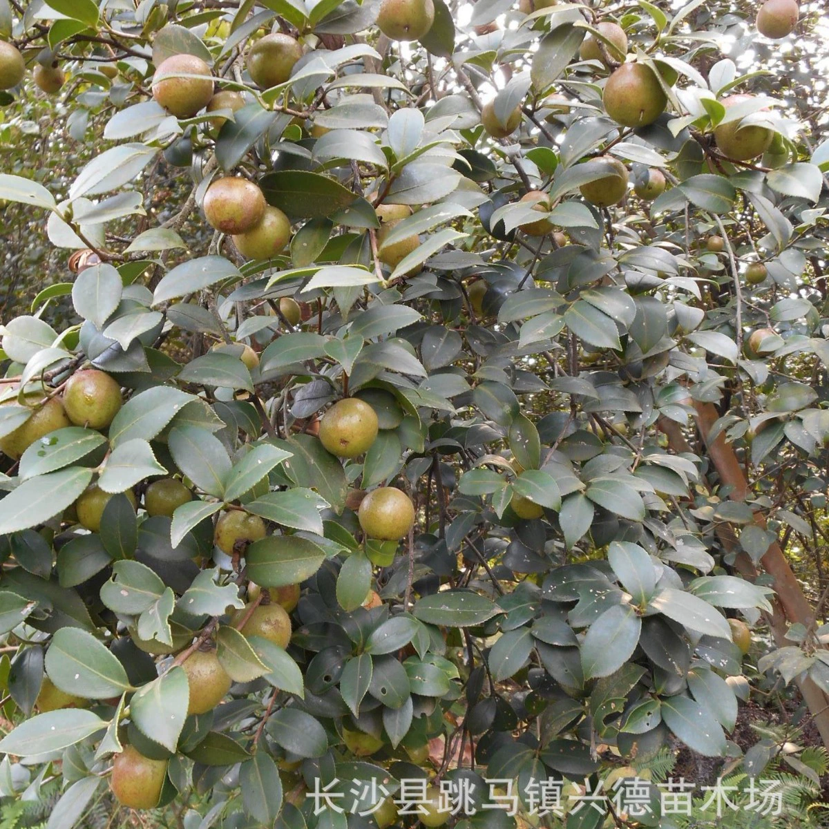 Оптовая продажа высокоплодородных саженцев камелии масличной Хунань, гибридная камелия масличная Сяньлин, привитая камелия, низкая цена.