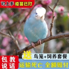 ��Ƥ�W�^�B�H�˸��������B�������r�ɷ�ֳ�µ����l�r