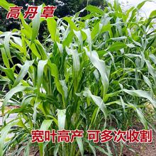 MڸߵݷNKݲBֳţ~ݷNļߵݷN