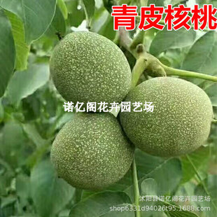 ��Ƥ���Ҙ����ϱ�������ͥԺ���ԷNֲ�޽ӱ�Ƥ���ҹ����箔��Y��