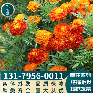 Herbal Florals, Peacock Grass Seeds, Ornamental Florals, Sea Greening, Landscape Balcony, Complete Varieties, Large Quantity, Favorable Price