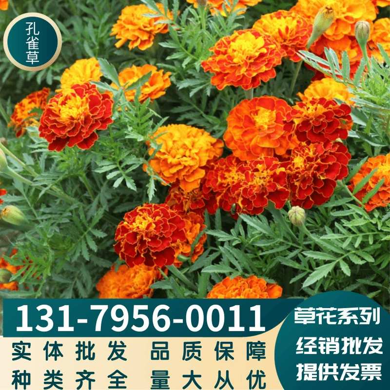 Травянистые цветы Павлинья трава Подвиды Декоративные цветы Цветок Озеленение моря Пейзаж Балкон Полное разнообразие Большой Конг