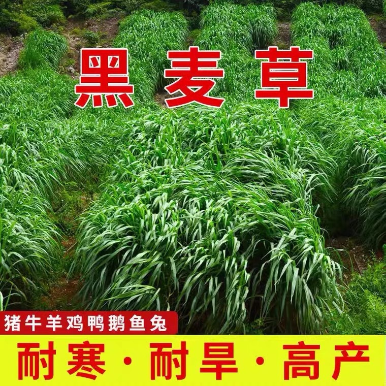 牧草种子多年生黑麦草宽叶高产耐寒四季养牛羊猪鸡鸭鹅鱼兔牧草籽