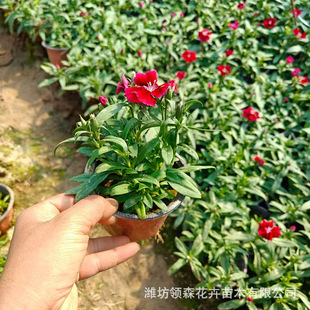 Wholesale American Dianthus, Hybrid Dianthus, American Dianthus Plug Seedlings, Cold-Resistant Perennial Rootstock for All Seasons