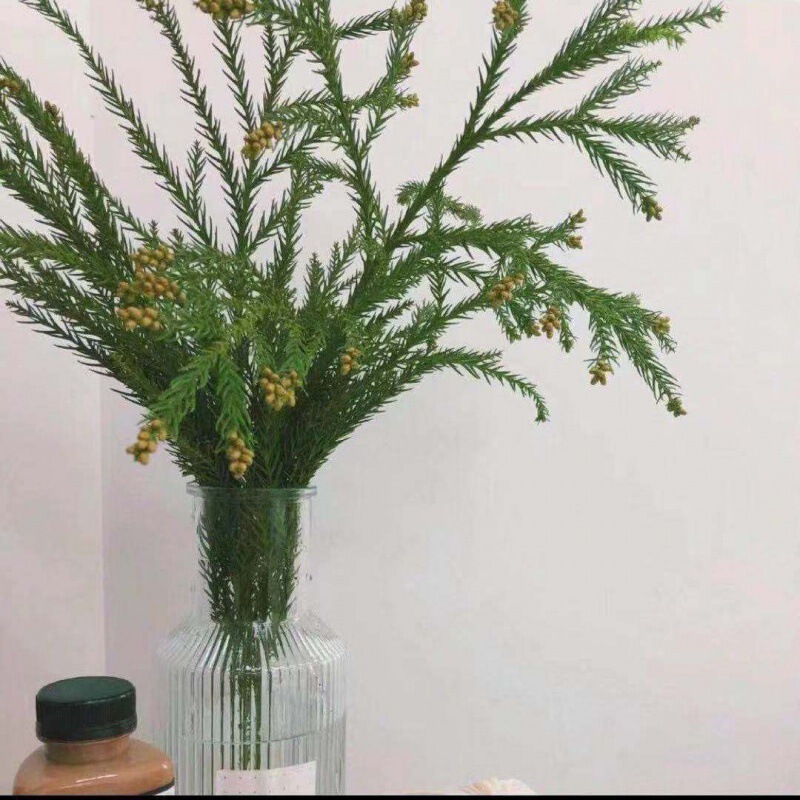 輸入の新鮮な諾貝松クリスマスツリーの花輪天竺少女柳杉蓬莱真松枝クリスマス装飾緑植|undefined
