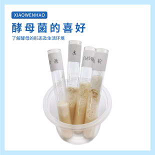 The Preference of Yeast Exploring Microbial Habits Children's Invention Science and Technology Small Production Educational Teaching Experiment
